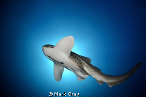 "Spotlight on the spots". Leopard shark midwater by Mark Gray 